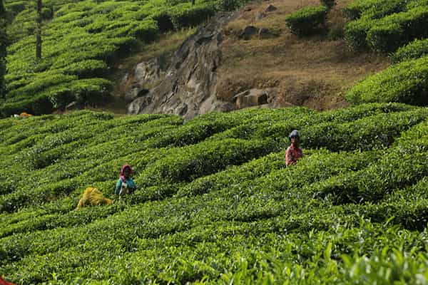 Munnar