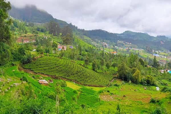 Ooty